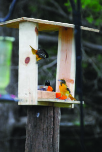 Moments of Wonder in an Unusual Spring Image